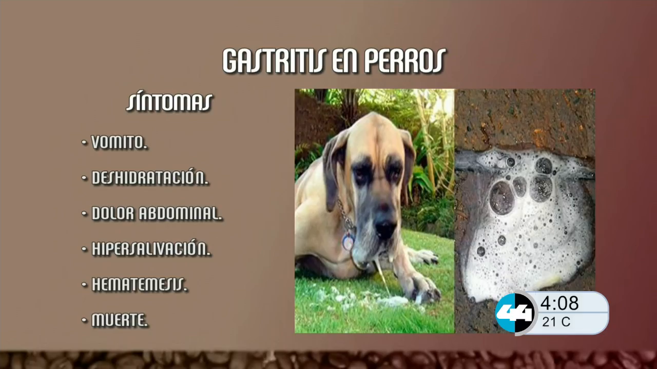 Watch Canal 44 Chihuahua
