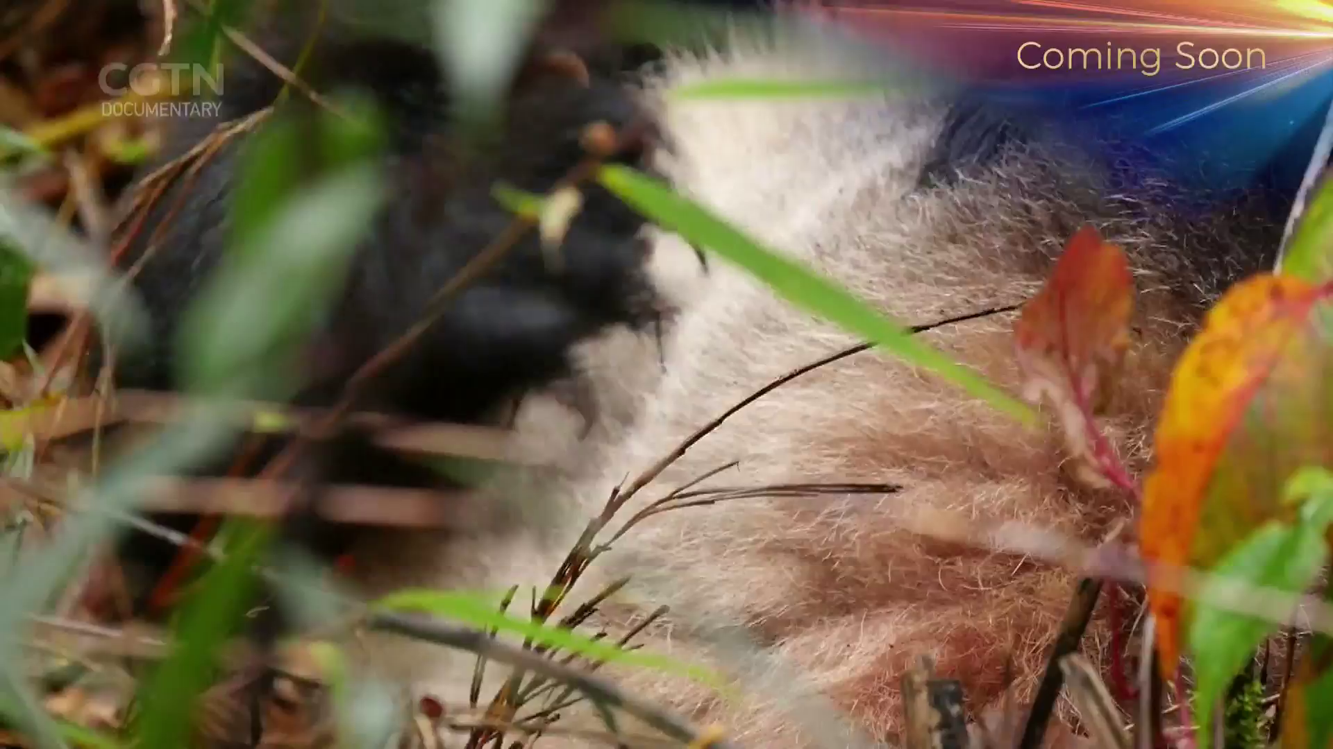 Watch CGTN Documentary